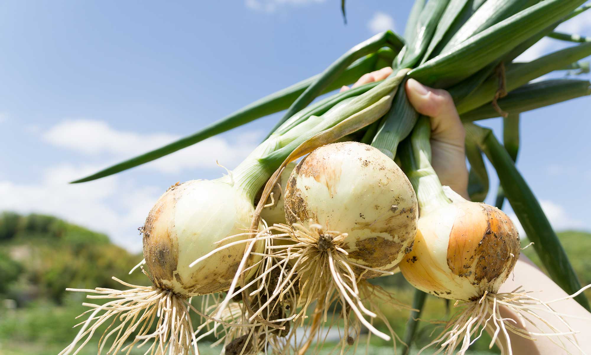 たまねぎ（中小規模）