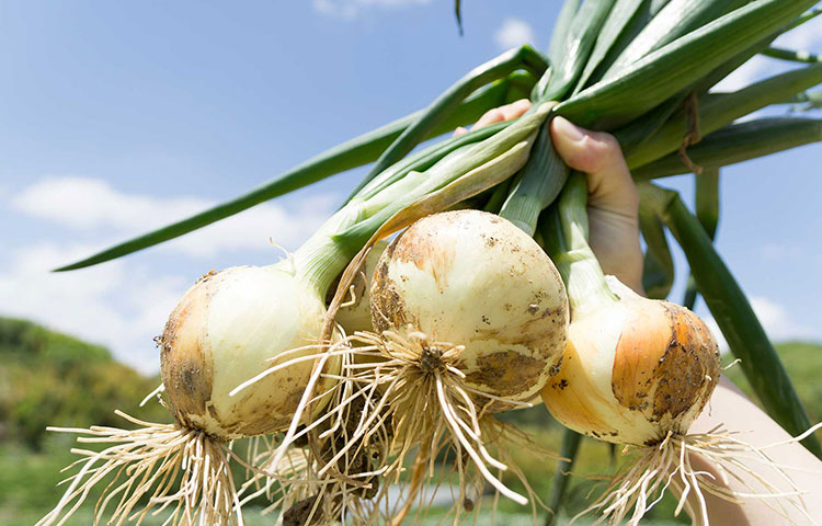 たまねぎ（中小規模）